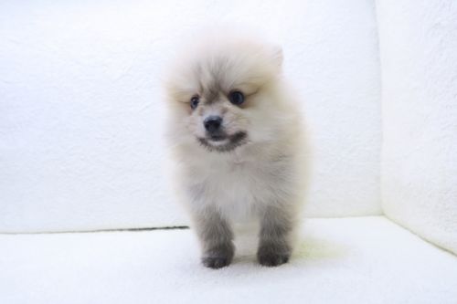 神奈川県のポメラニアン (かねだい海老名店/2025年8月3日生まれ/男の子/クリーム)の子犬