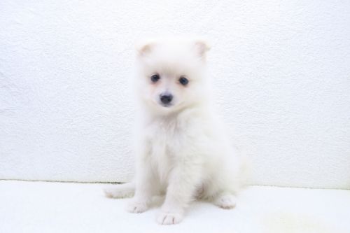 神奈川県のポメラニアン (かねだい海老名店/2025年8月1日生まれ/女の子/ホワイト)の子犬