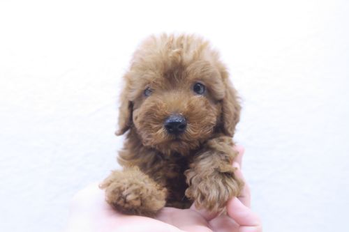 神奈川県のトイプードル(トイ) (かねだい海老名店/2025年8月3日生まれ/男の子/レッド)の子犬の2枚目の画像