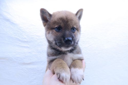 神奈川県の柴犬(標準サイズ) (かねだい海老名店/2025年8月2日生まれ/男の子/赤)の子犬の2枚目の画像