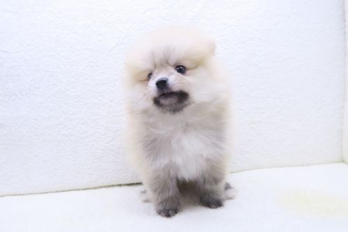 神奈川県のポメラニアン (かねだい海老名店/2025年8月3日生まれ/男の子/クリーム)の子犬の2枚目の画像