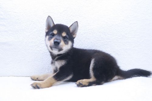神奈川県の豆柴 (かねだい海老名店/2025年8月2日生まれ/男の子/黒)の子犬の3枚目の画像