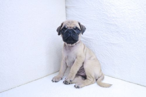 神奈川県のパグ (かねだい海老名店/2025年8月2日生まれ/女の子/フォーン)の子犬の2枚目の画像