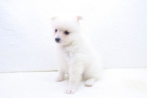 神奈川県のポメラニアン (かねだい海老名店/2025年8月1日生まれ/女の子/ホワイト)の子犬の2枚目の画像