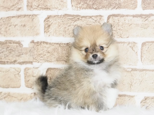 埼玉県のポメラニアン (かねだい戸田店/2025年8月5日生まれ/女の子/オレンジ)の子犬の3枚目の画像