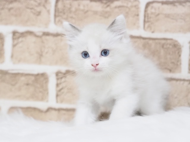 埼玉県のラグドール (かねだい戸田店/2025年7月30日生まれ/男の子/ブルーポイントバイカラー)の子猫の1枚目の画像
