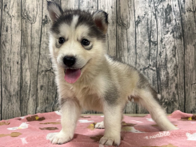 埼玉県のハーフ犬・ミックス犬 (かねだいアクアパーク店/2025年8月5日生まれ/女の子/ブラックホワイト)の子犬