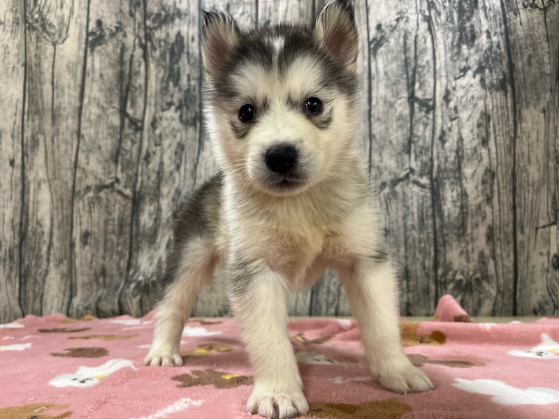 埼玉県のハーフ犬・ミックス犬 (かねだいアクアパーク店/2025年8月5日生まれ/女の子/ブラックホワイト)の子犬