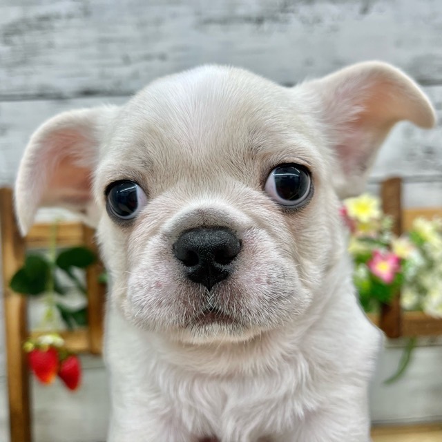 埼玉県のハーフ犬・ミックス犬 (かねだい所沢店/2025年8月4日生まれ/男の子/ホワイト)の子犬の1枚目の画像
