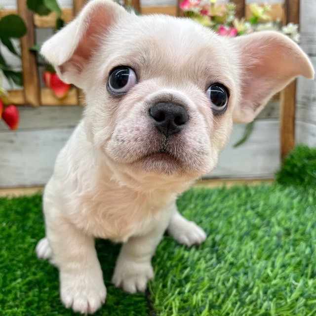 埼玉県のハーフ犬・ミックス犬 (かねだい所沢店/2025年8月4日生まれ/男の子/ホワイト)の子犬の2枚目の画像