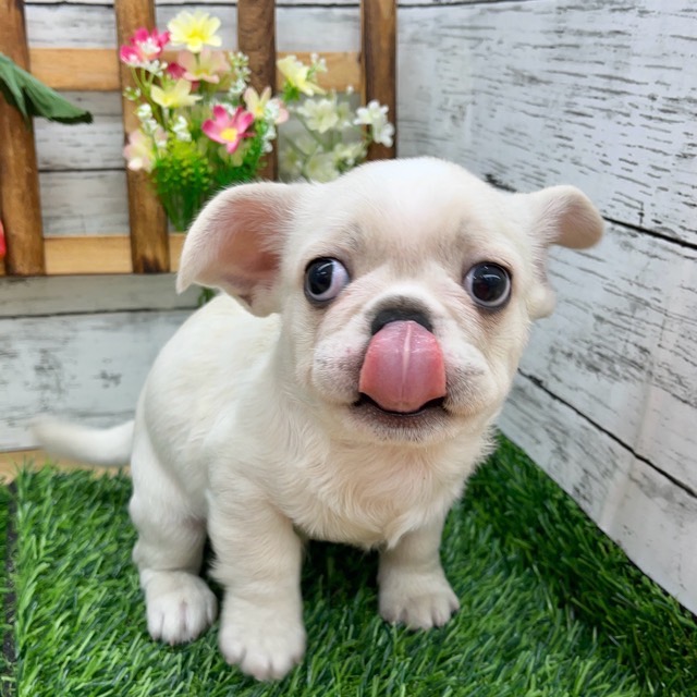 埼玉県のハーフ犬・ミックス犬 (かねだい所沢店/2025年8月4日生まれ/男の子/ホワイト)の子犬の3枚目の画像