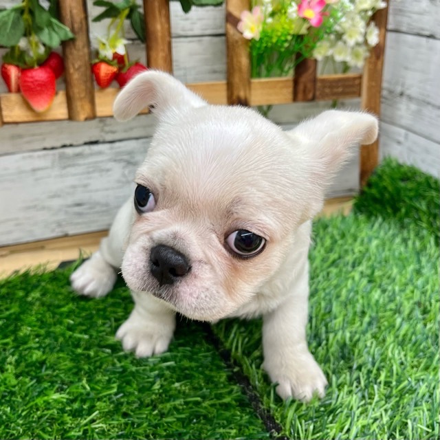 埼玉県のハーフ犬・ミックス犬 (かねだい所沢店/2025年8月4日生まれ/男の子/ホワイト)の子犬の4枚目の画像