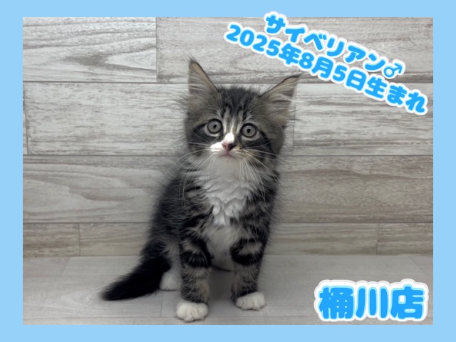 埼玉県のサイベリアン (かねだい桶川店/2025年8月5日生まれ/男の子/ブラウンタビーホワイト)の子猫