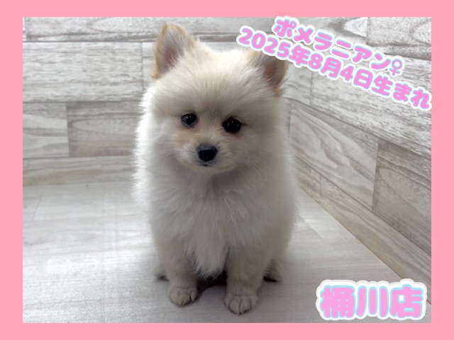 埼玉県のポメラニアン (かねだい桶川店/2025年8月4日生まれ/女の子/クリーム)の子犬の1枚目の画像