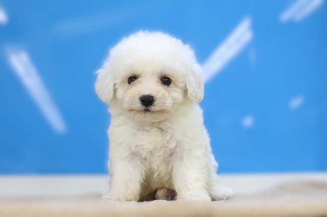 埼玉県のビションフリーゼ (かねだい草加店/2025年8月3日生まれ/男の子/ホワイト)の子犬