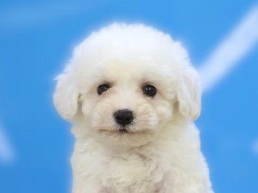 埼玉県のビションフリーゼ (かねだい草加店/2025年8月3日生まれ/男の子/ホワイト)の子犬の2枚目の画像