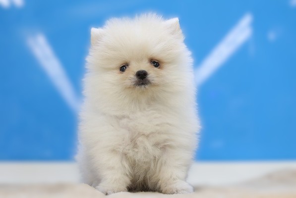 埼玉県のポメラニアン (かねだい草加店/2025年8月2日生まれ/男の子/クリーム)の子犬