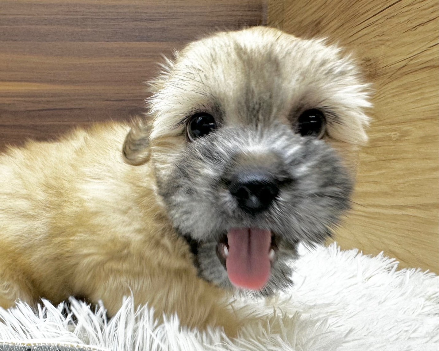 群馬県のハーフ犬・ミックス犬 (かねだいペットトライアル桐生/2025年7月13日生まれ/男の子/ゴールド)の子犬の1枚目の画像