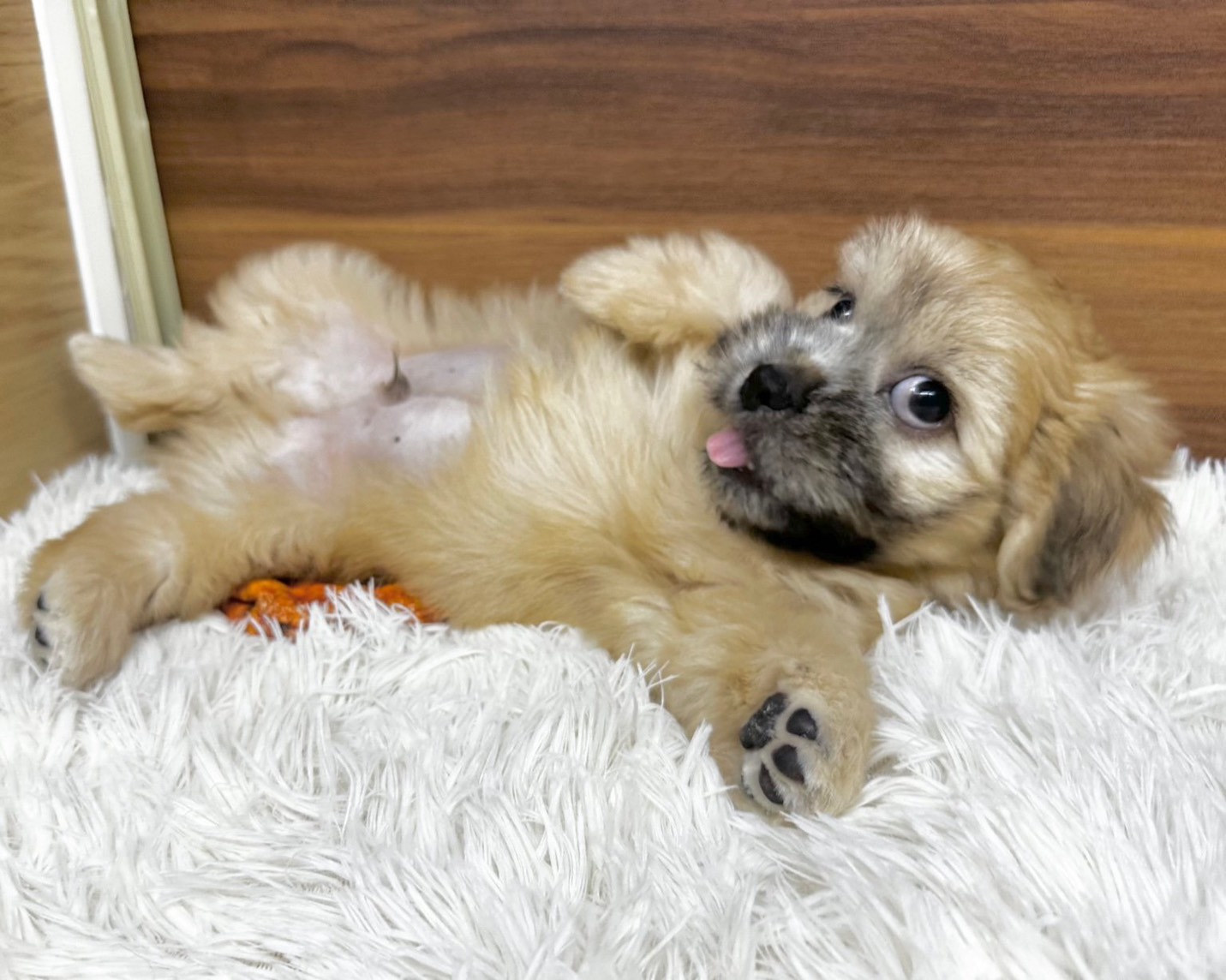 群馬県のハーフ犬・ミックス犬 (かねだいペットトライアル桐生/2025年7月13日生まれ/男の子/ゴールド)の子犬の4枚目の画像