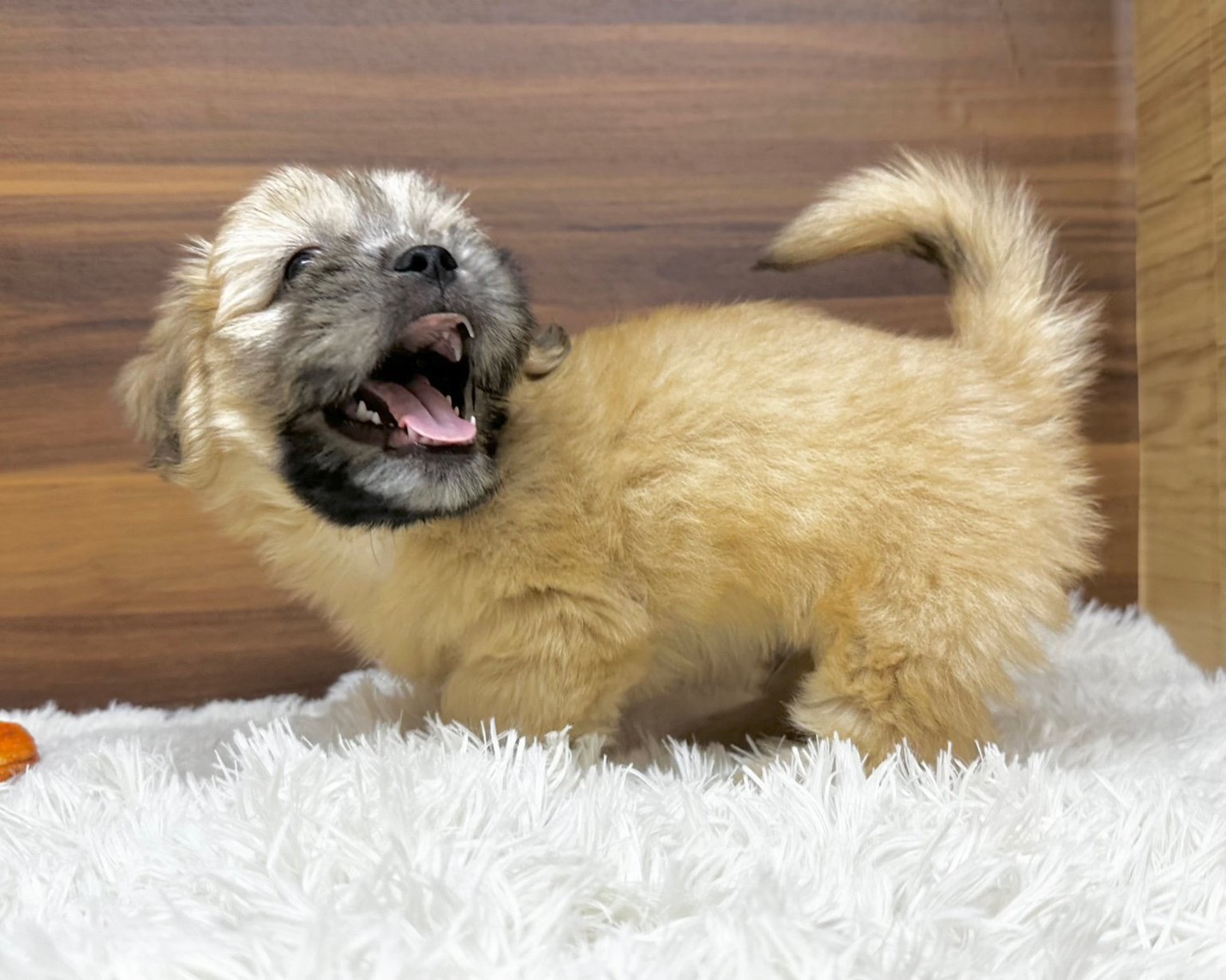 群馬県のハーフ犬・ミックス犬 (かねだいペットトライアル桐生/2025年7月13日生まれ/男の子/ゴールド)の子犬の3枚目の画像