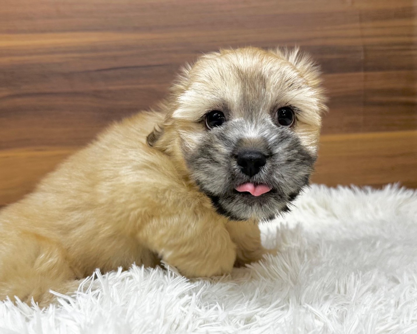 群馬県のハーフ犬・ミックス犬 (かねだいペットトライアル桐生/2025年7月13日生まれ/男の子/ゴールド)の子犬の2枚目の画像