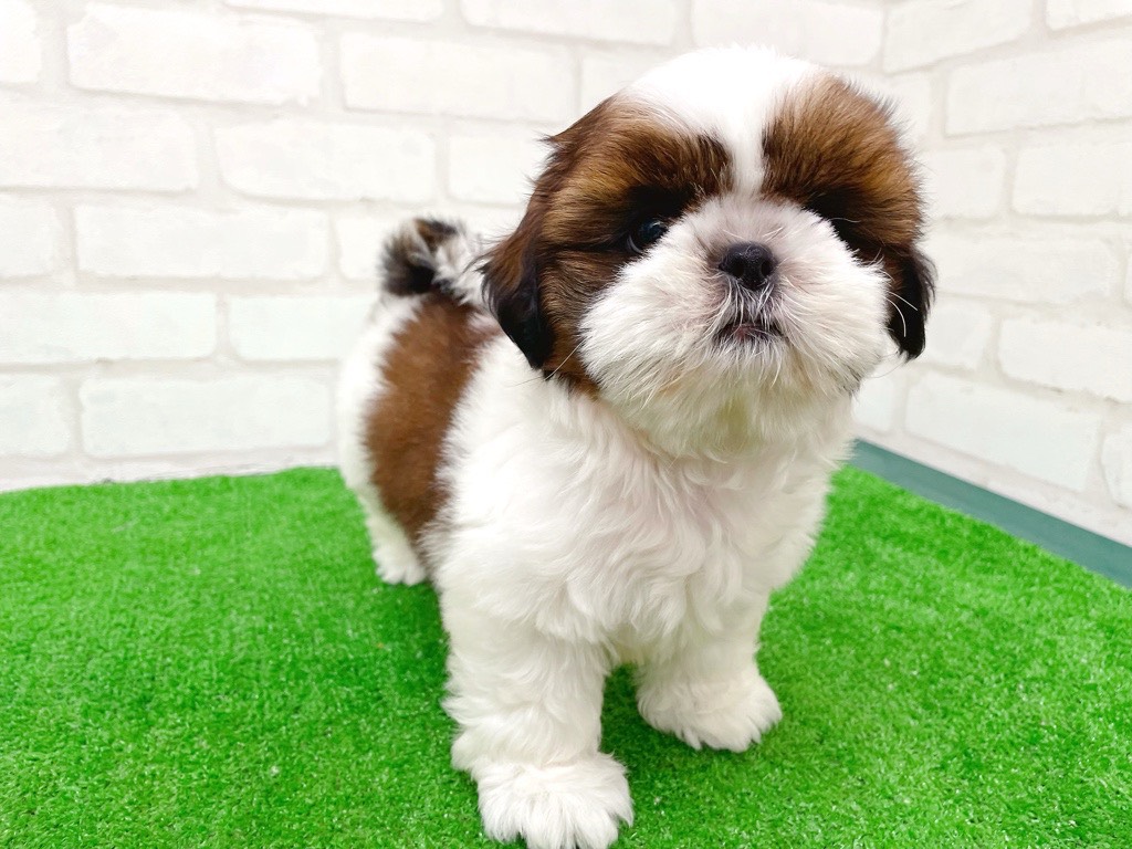東京都のシーズー (かねだい立川店/2025年7月13日生まれ/女の子/ホワイトゴールド)の子犬の2枚目の画像