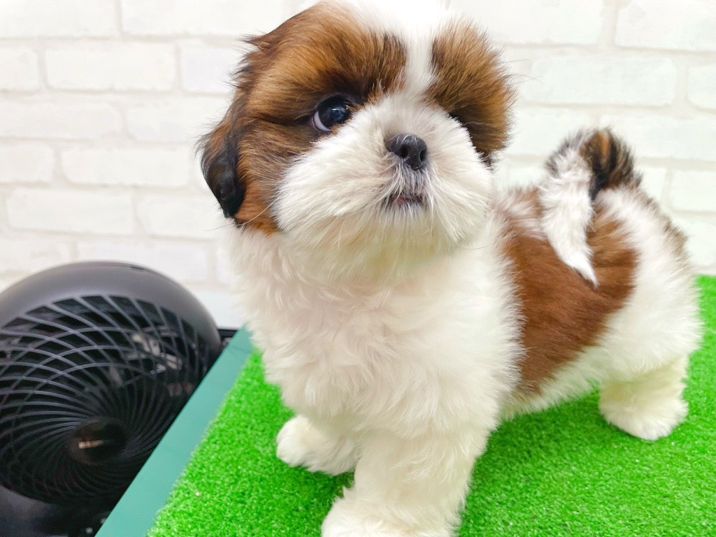 東京都のシーズー (かねだい立川店/2025年7月13日生まれ/女の子/ホワイトゴールド)の子犬の3枚目の画像