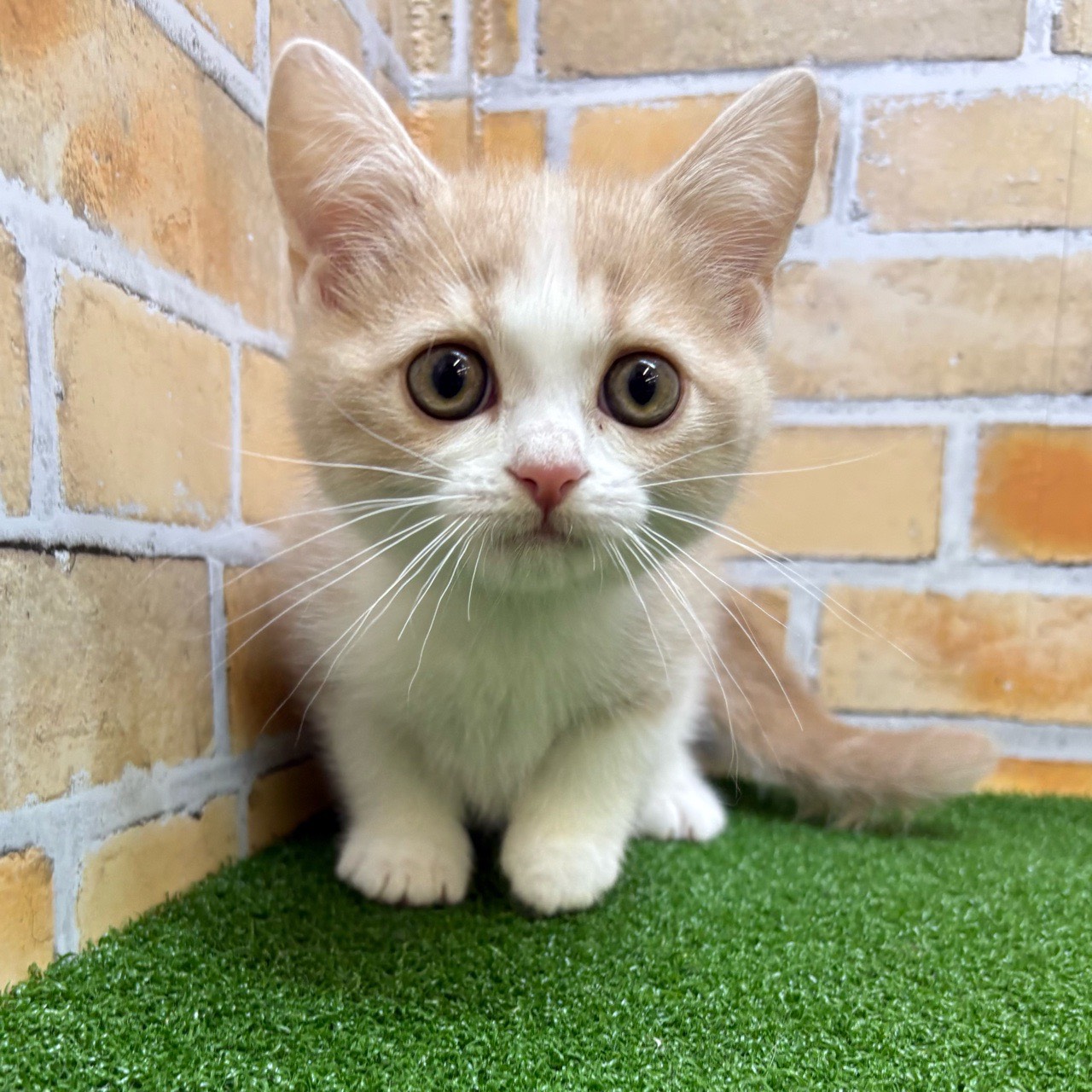 神奈川県のマンチカン (かねだい横浜店/2025年7月26日生まれ/男の子/クリームタビーホワイト)の子猫の1枚目の画像
