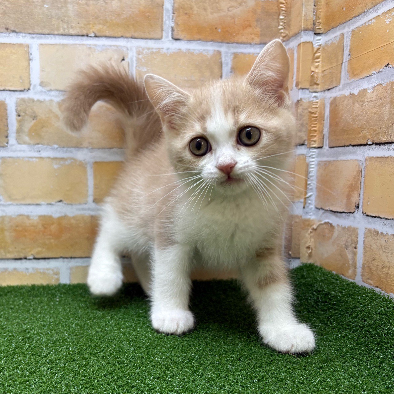 神奈川県のマンチカン (かねだい横浜店/2025年7月26日生まれ/男の子/クリームタビーホワイト)の子猫の2枚目の画像