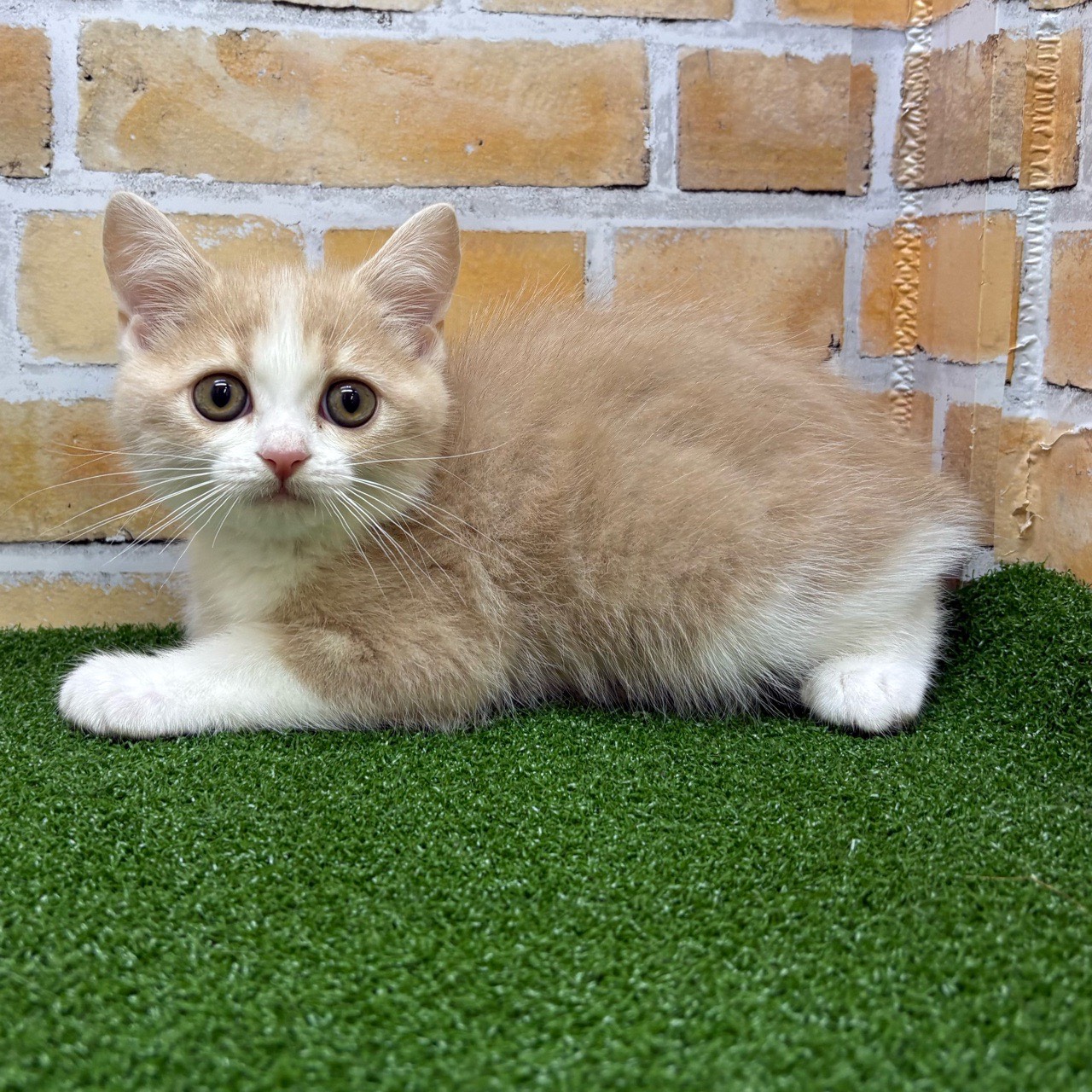 神奈川県のマンチカン (かねだい横浜店/2025年7月26日生まれ/男の子/クリームタビーホワイト)の子猫の3枚目の画像