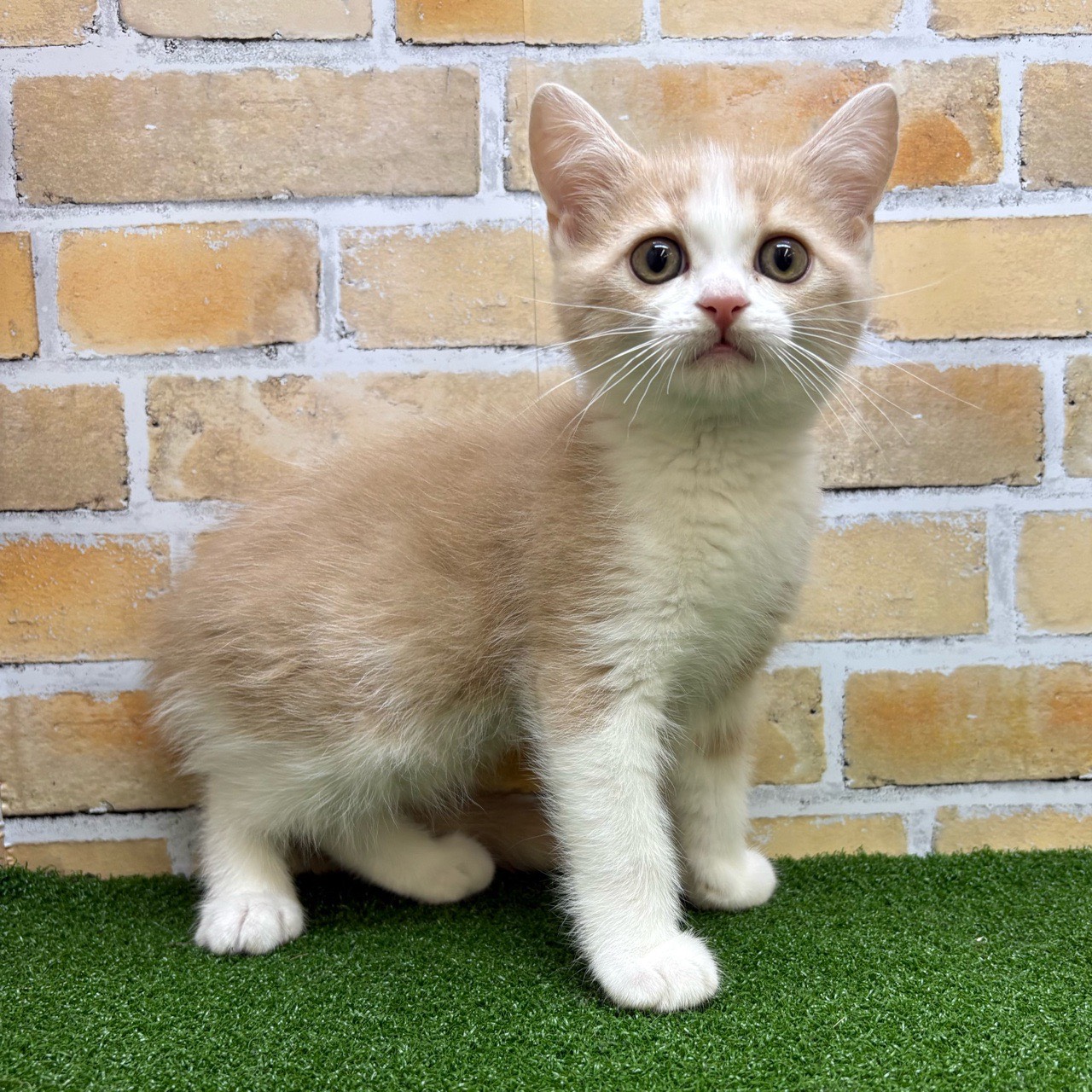 神奈川県のマンチカン (かねだい横浜店/2025年7月26日生まれ/男の子/クリームタビーホワイト)の子猫の4枚目の画像