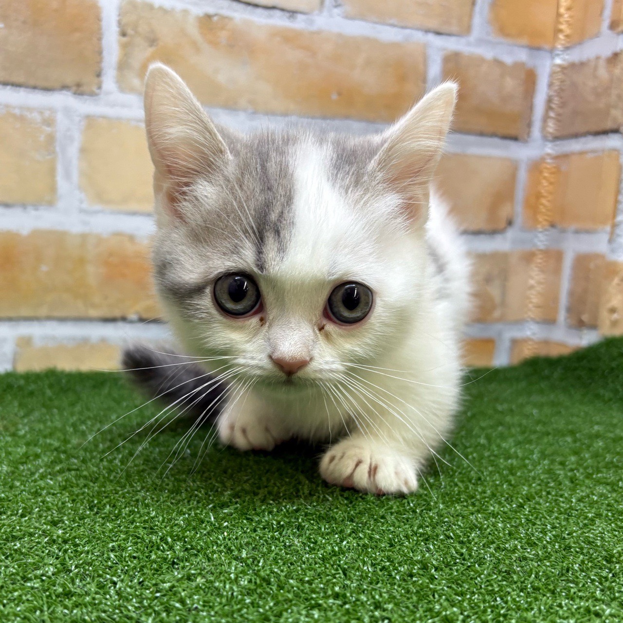 神奈川県のマンチカン (かねだい横浜店/2025年7月26日生まれ/男の子/ブルータビーホワイト)の子猫の3枚目の画像