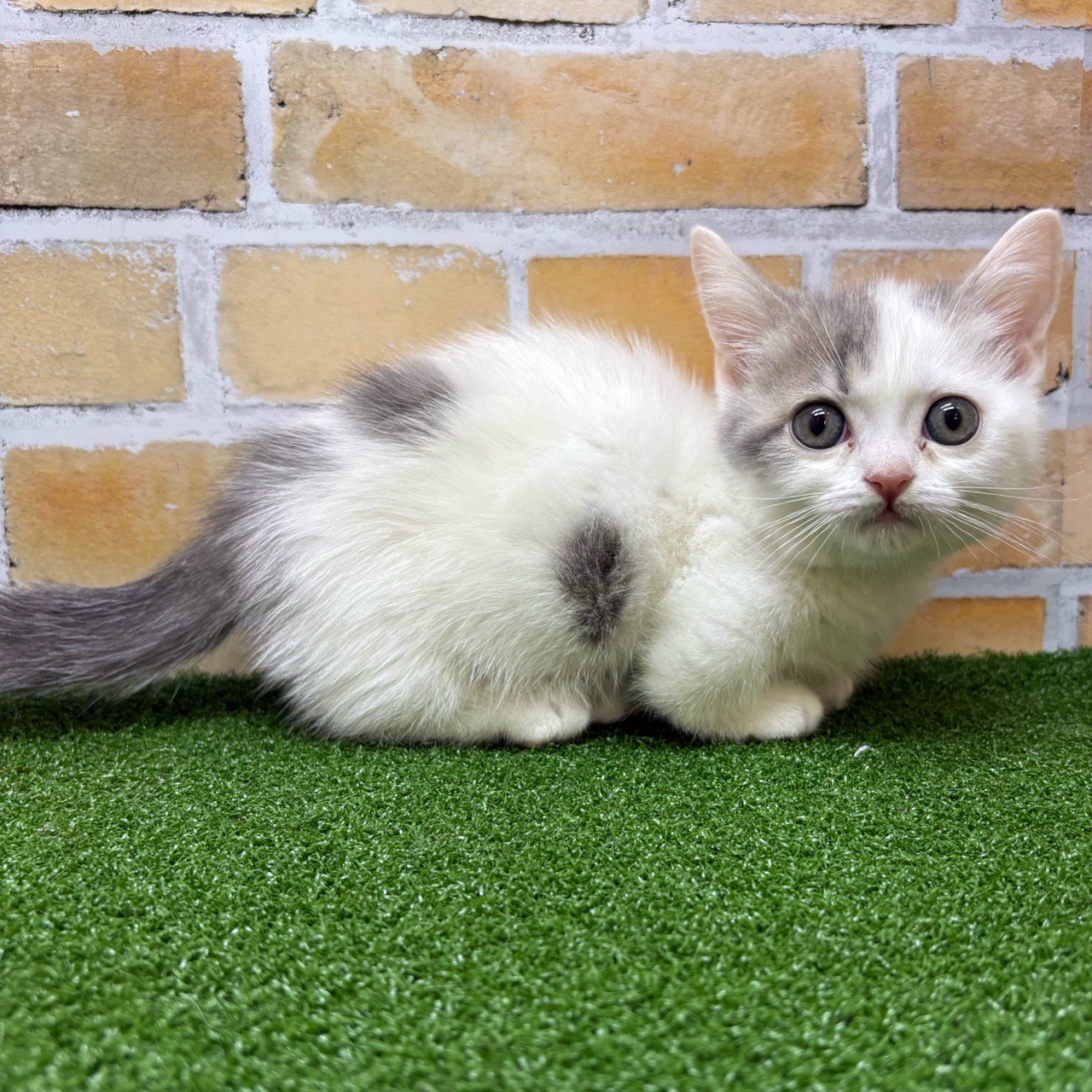 神奈川県のマンチカン (かねだい横浜店/2025年7月26日生まれ/男の子/ブルータビーホワイト)の子猫の4枚目の画像