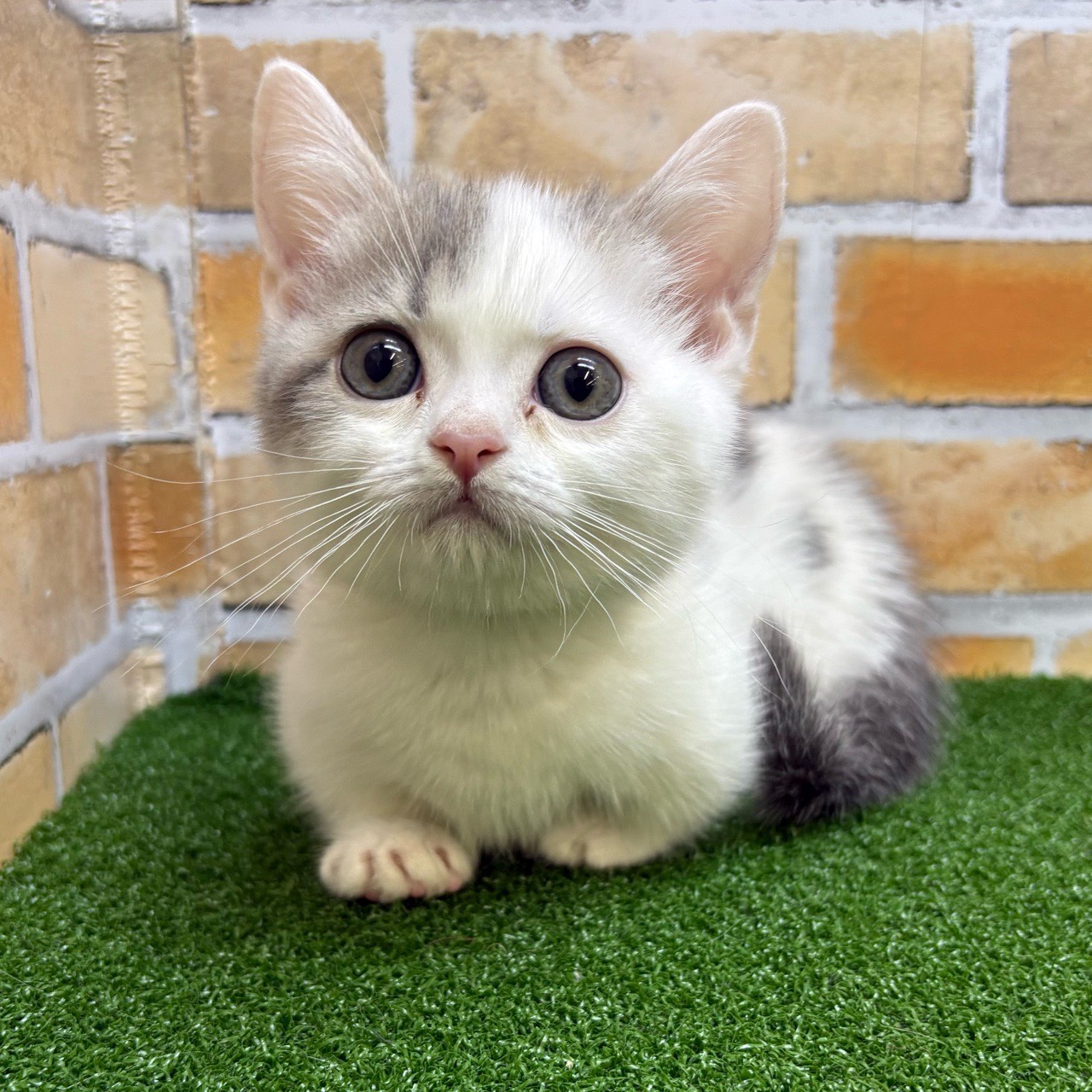 神奈川県のマンチカン (かねだい横浜店/2025年7月26日生まれ/男の子/ブルータビーホワイト)の子猫の1枚目の画像