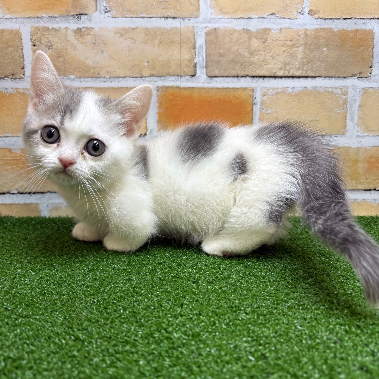 神奈川県のマンチカン (かねだい横浜店/2025年7月26日生まれ/男の子/ブルータビーホワイト)の子猫の2枚目の画像