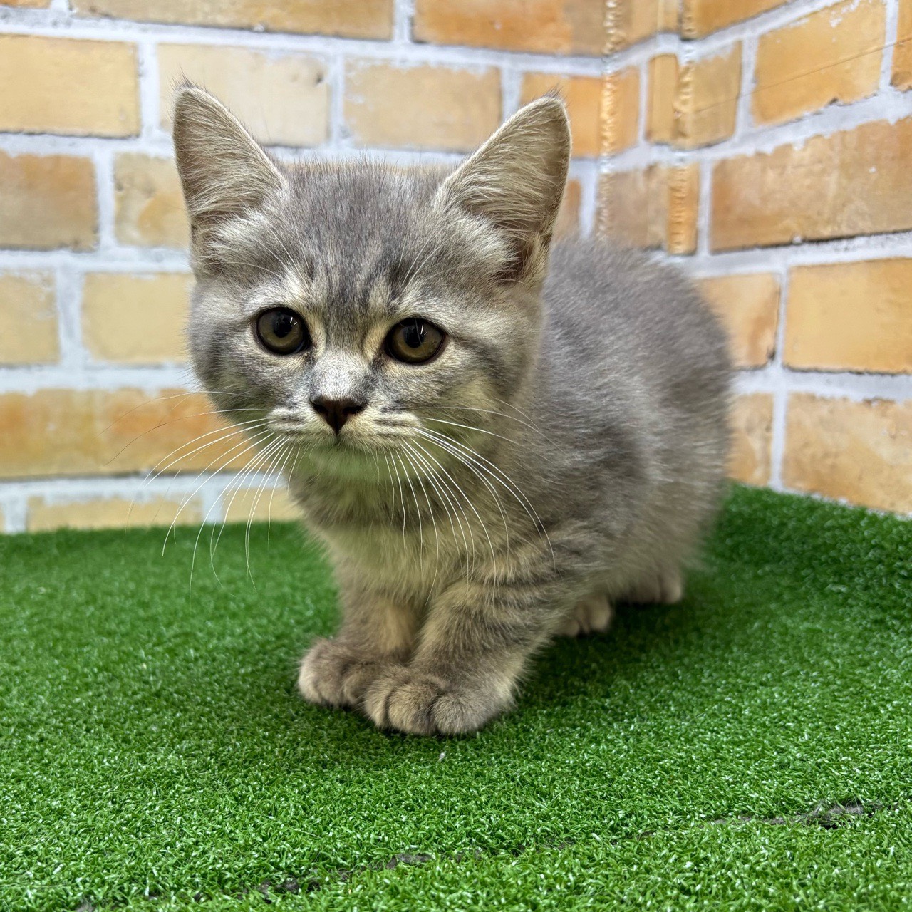 神奈川県のマンチカン (かねだい横浜店/2025年8月1日生まれ/女の子/ブルーパッチドタビー)の子猫の2枚目の画像