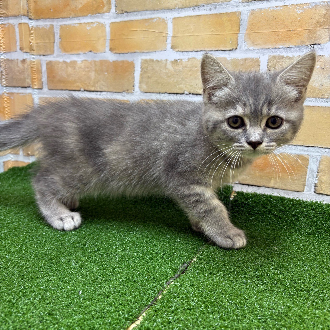 神奈川県のマンチカン (かねだい横浜店/2025年8月1日生まれ/女の子/ブルーパッチドタビー)の子猫の3枚目の画像