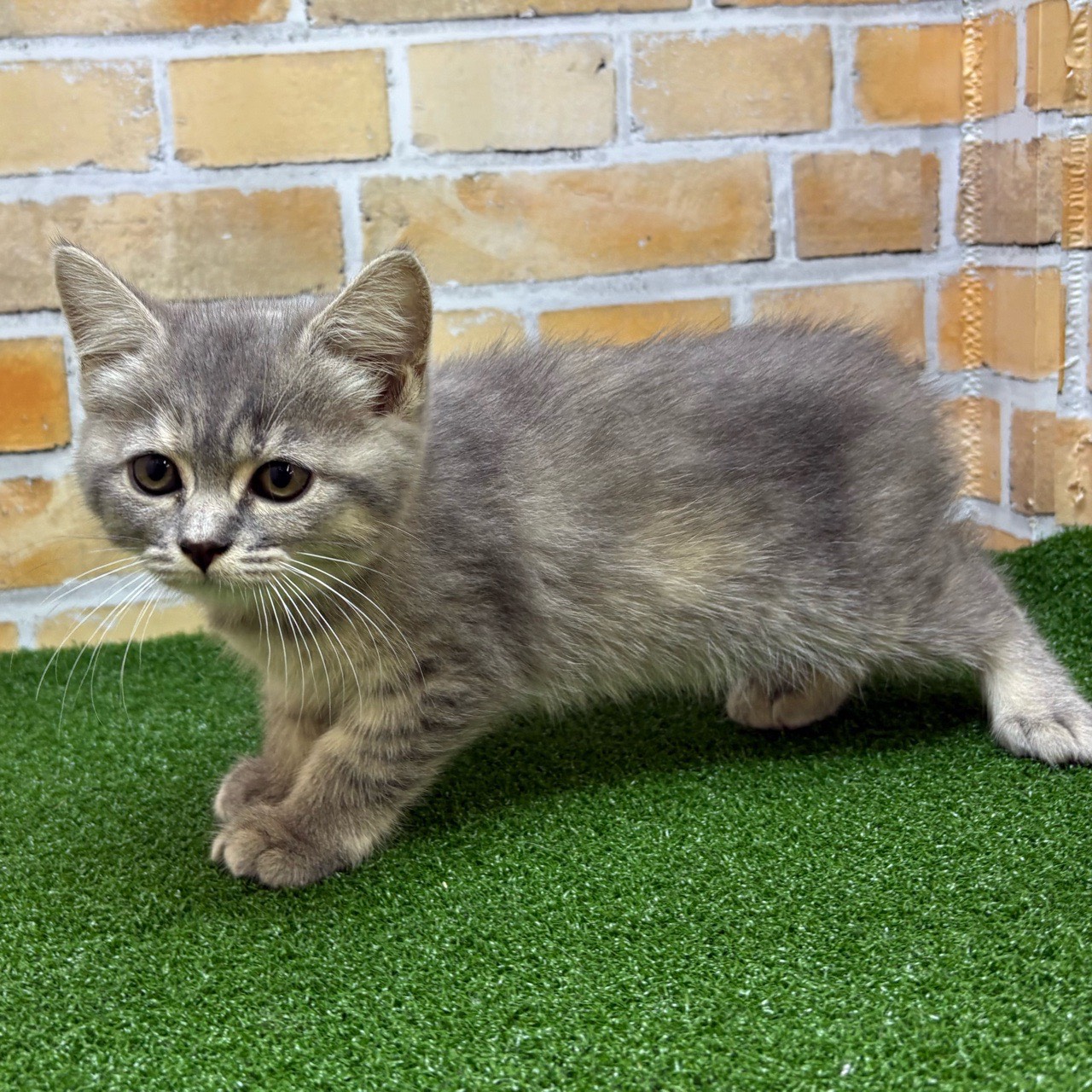 神奈川県のマンチカン (かねだい横浜店/2025年8月1日生まれ/女の子/ブルーパッチドタビー)の子猫の4枚目の画像