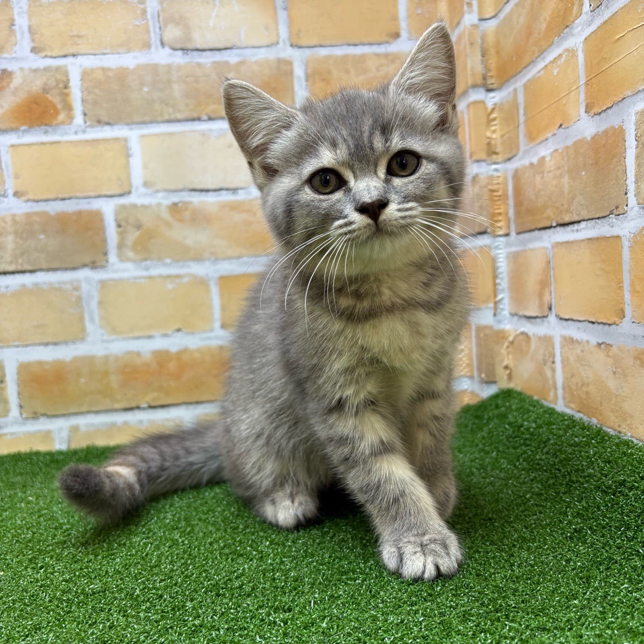 神奈川県のマンチカン (かねだい横浜店/2025年8月1日生まれ/女の子/ブルーパッチドタビー)の子猫の1枚目の画像