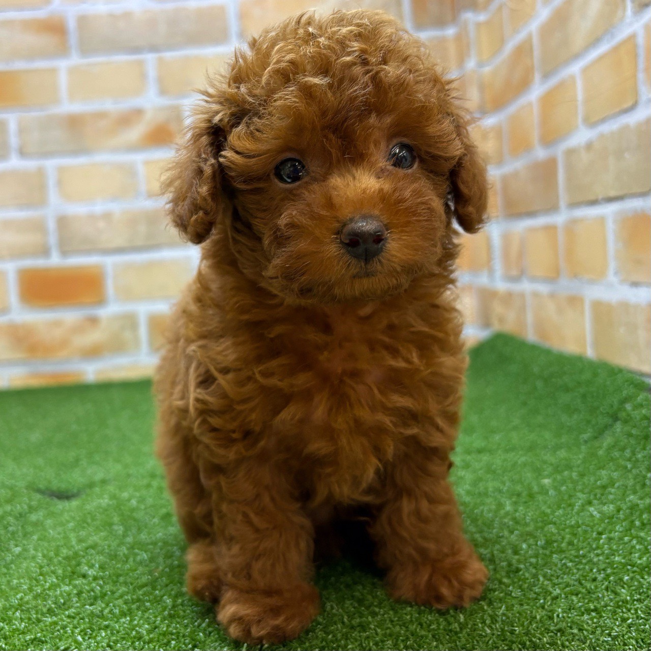 神奈川県のトイプードル(トイ) (かねだい横浜店/2025年7月24日生まれ/男の子/レッド)の子犬の1枚目の画像