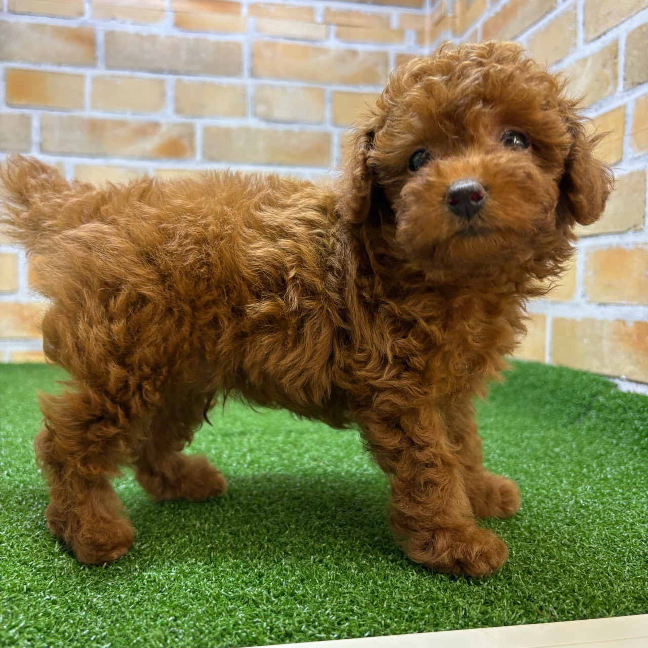 神奈川県のトイプードル(トイ) (かねだい横浜店/2025年7月24日生まれ/男の子/レッド)の子犬の4枚目の画像