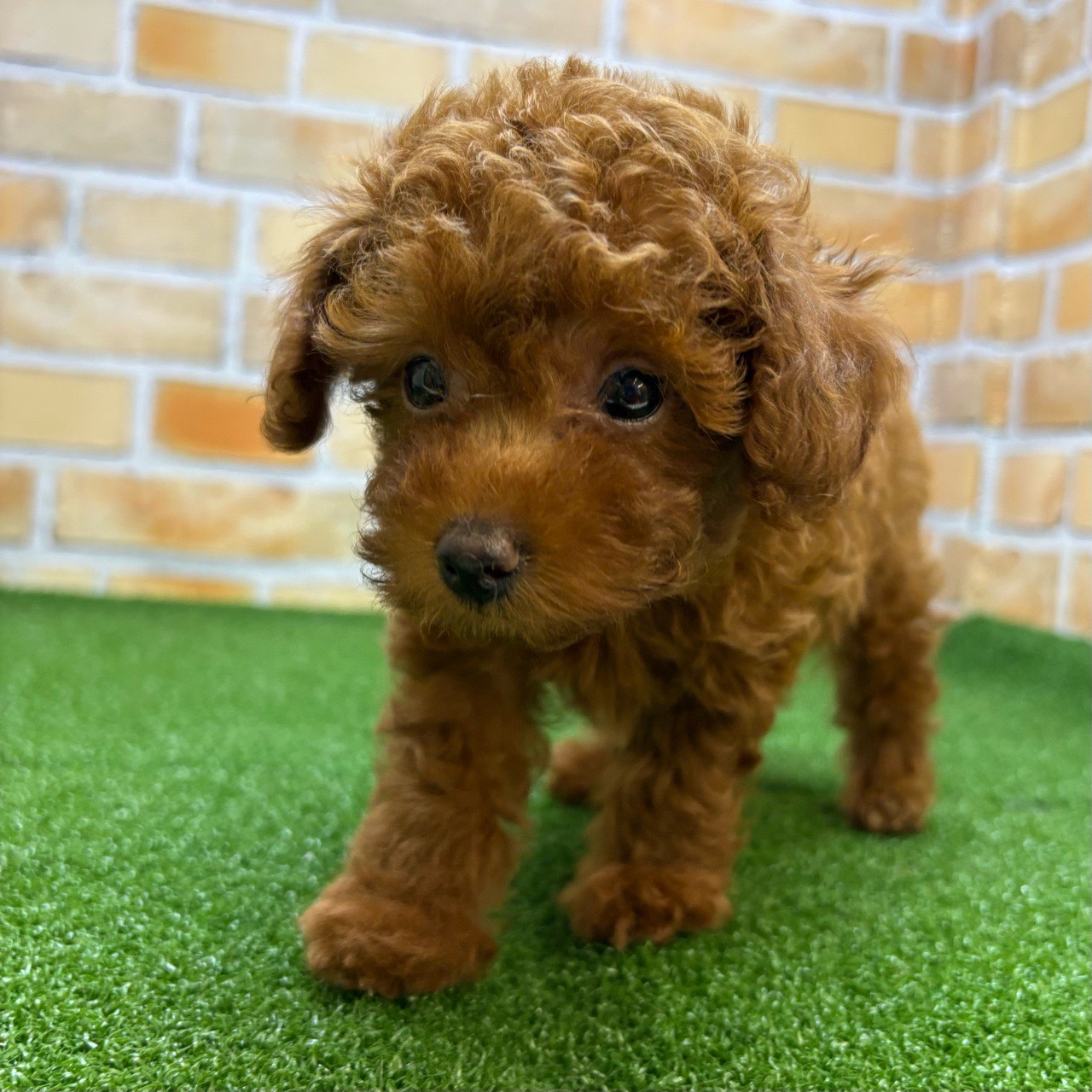 神奈川県のトイプードル(トイ) (かねだい横浜店/2025年7月24日生まれ/男の子/レッド)の子犬の2枚目の画像