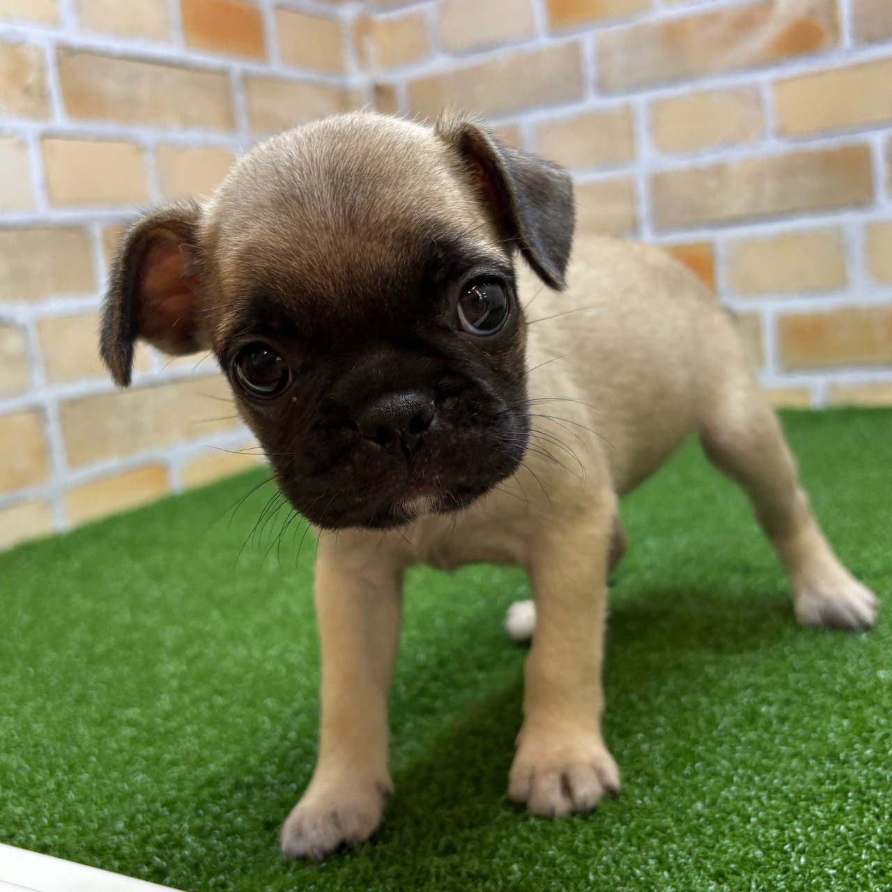 神奈川県のハーフ犬・ミックス犬 (かねだい横浜店/2025年6月14日生まれ/女の子/フォーン)の子犬の2枚目の画像