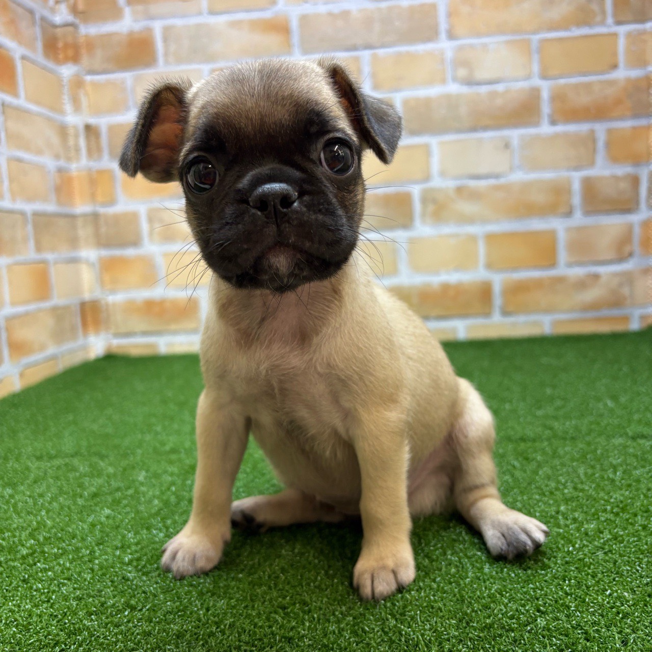 神奈川県のハーフ犬・ミックス犬 (かねだい横浜店/2025年6月14日生まれ/女の子/フォーン)の子犬の3枚目の画像