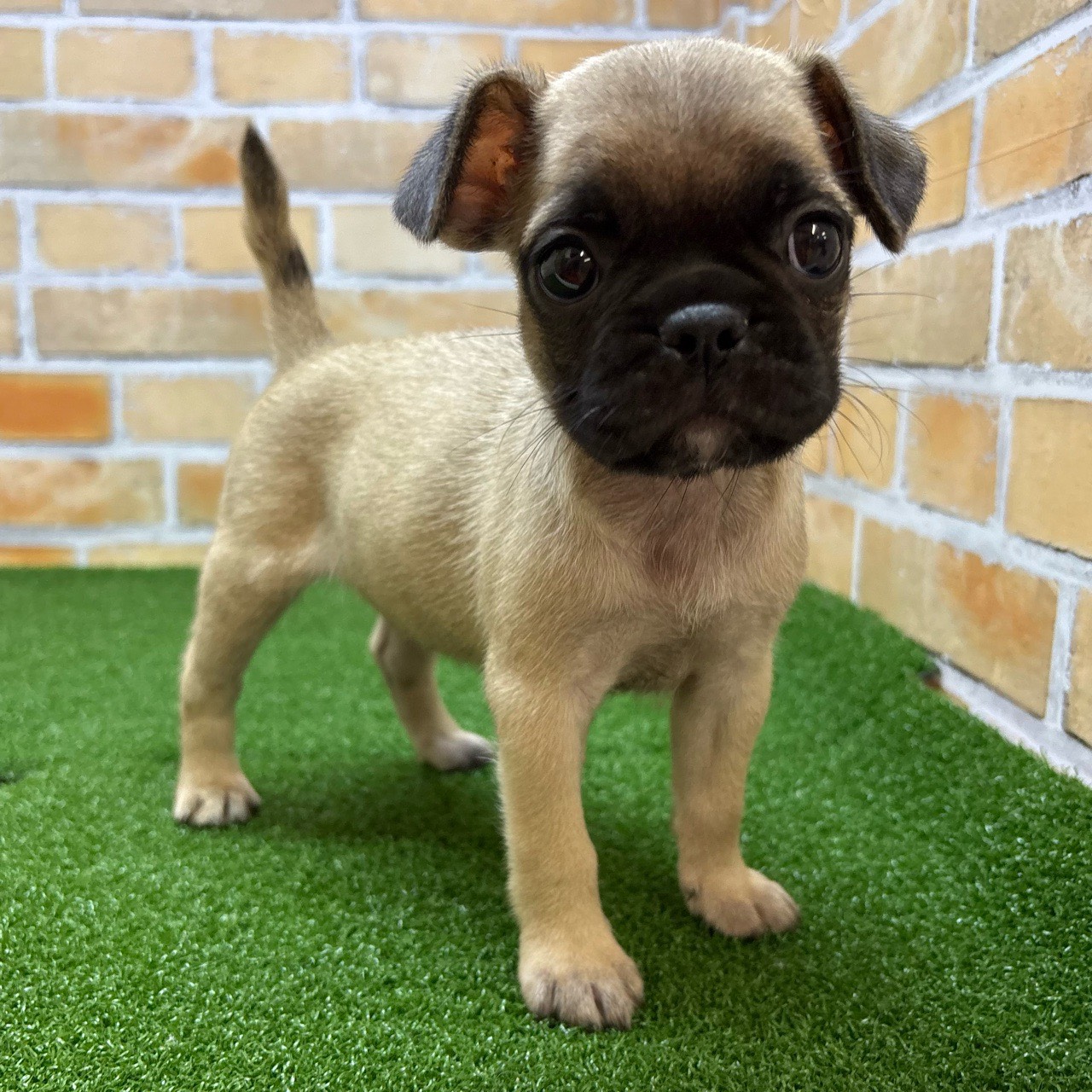 神奈川県のハーフ犬・ミックス犬 (かねだい横浜店/2025年6月14日生まれ/女の子/フォーン)の子犬の1枚目の画像