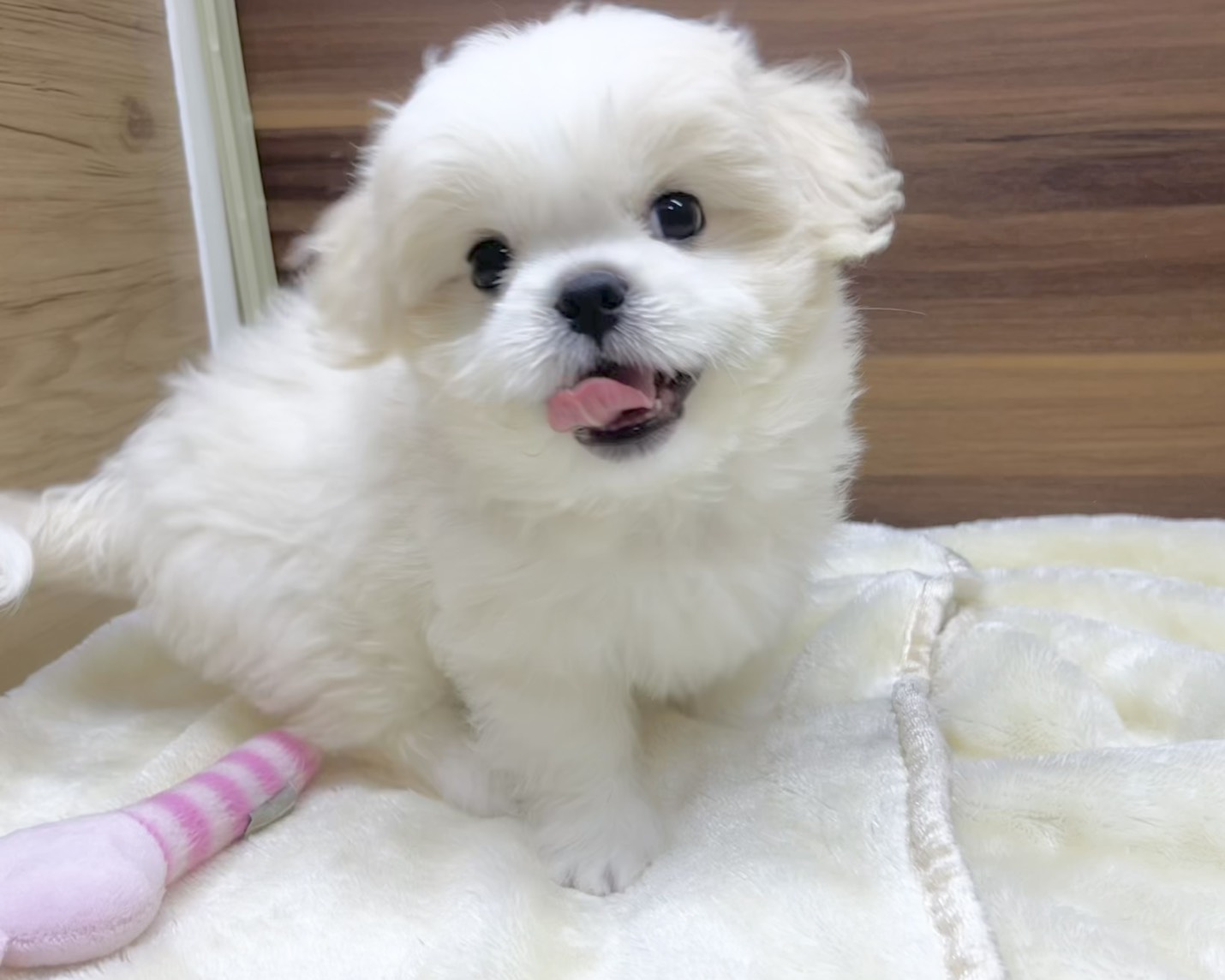 群馬県のハーフ犬・ミックス犬 (かねだいペットトライアル桐生/2025年7月1日生まれ/男の子/ホワイト)の子犬の2枚目の画像