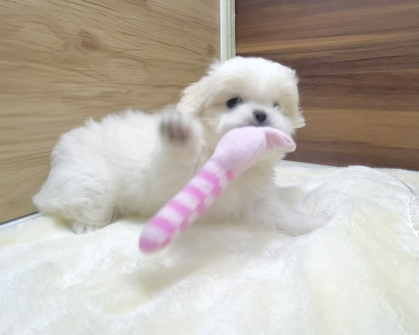 群馬県のハーフ犬・ミックス犬 (かねだいペットトライアル桐生/2025年7月1日生まれ/男の子/ホワイト)の子犬の3枚目の画像