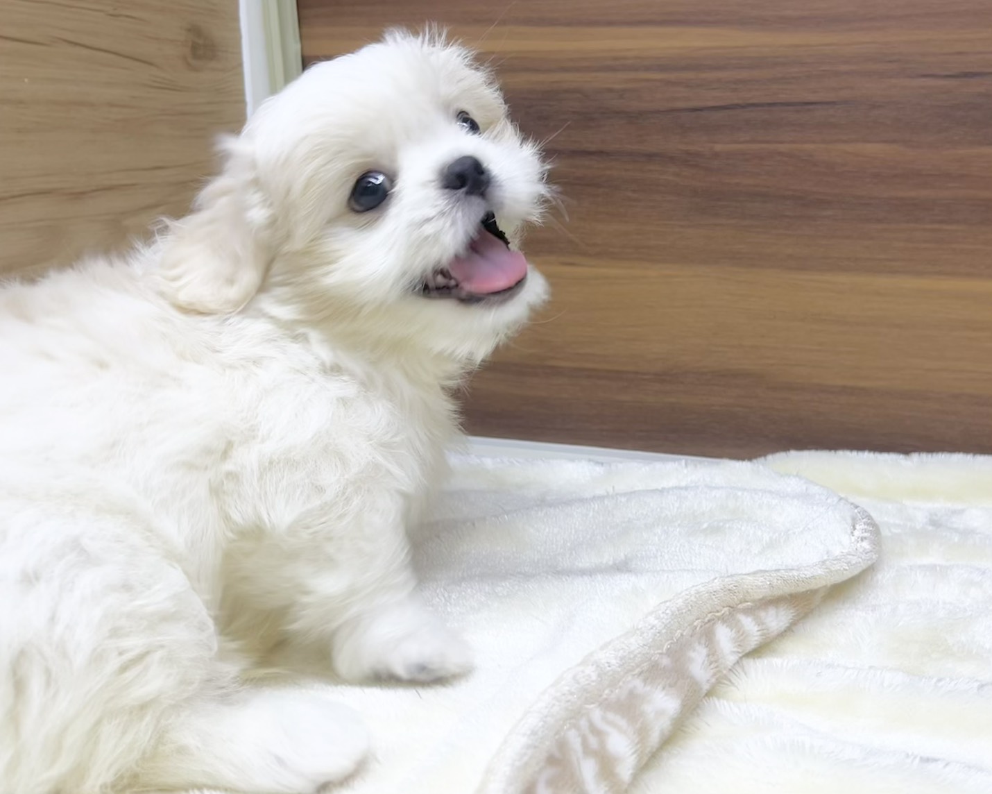 群馬県のハーフ犬・ミックス犬 (かねだいペットトライアル桐生/2025年7月1日生まれ/男の子/ホワイト)の子犬の4枚目の画像