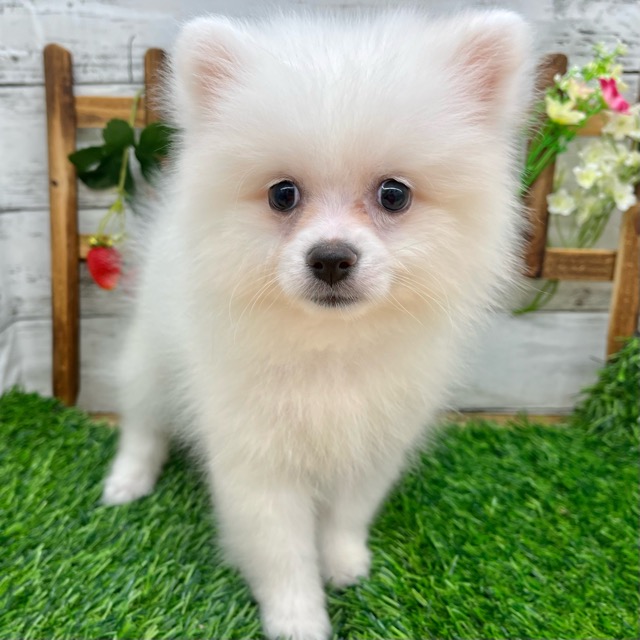 埼玉県のポメラニアン (かねだい所沢店/2025年7月17日生まれ/女の子/ホワイトクリーム)の子犬の4枚目の画像