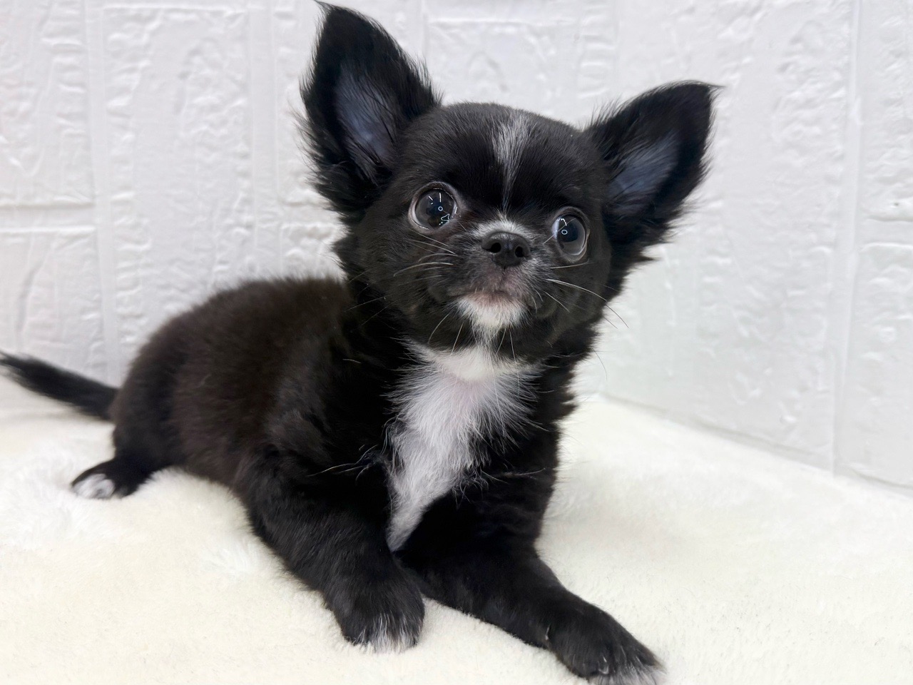 黒ねこ専用　パネル　チワワちゃん柄　45枚 価格の安いロングコート・チワワ♂10/5写真更新☆【動画あり